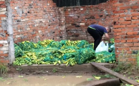 В Сыктывкаре неизвестные выкинули на улицу огромные мешки с огурцами (фото)