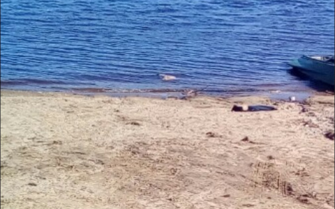 Под Сыктывкаром из реки выловили тело мужчины (фото)