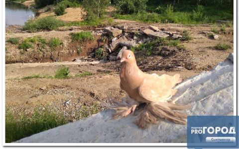 В Сыктывкаре на набережной заметили необычного голубя с «крыльями» на лапах (фото)