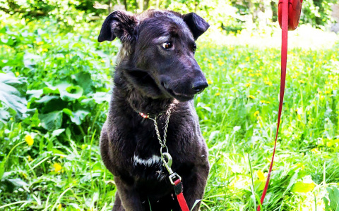 В Сыктывкаре собирают деньги на операцию псу, который умирает от страшных травм