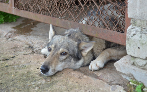 В Коми мэрия выплатит девочке, на которую напала собака, 28 тысяч рублей