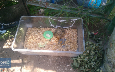 В Сыктывкаре неизвестные выбросили на помойку экзотического питомца (фото)