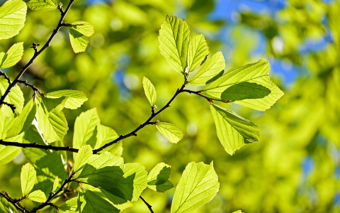 Погода в Сыктывкаре на 22 июля: самое время, чтобы идти на пляж