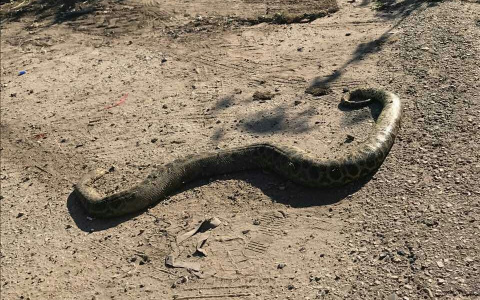 Сыктывкарец на обочине дороги нашел двухметровую змею (фото)
