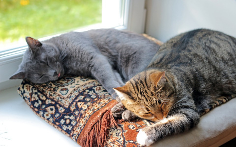 Погода в Сыктывкаре на 23 июля: невыносимая жара