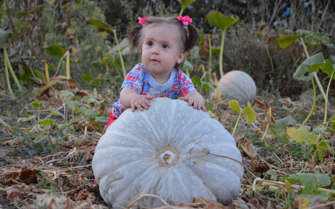 На портале PG11.ru начался второй этап фотоконкурса «Моя дача»