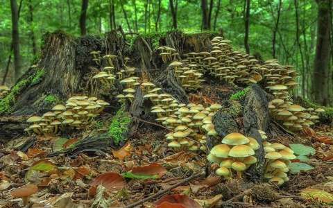 Жителям Коми запретили собирать в лесу грибы и ягоды