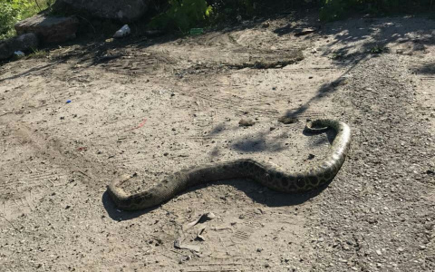Стало известно, насколько опасна гигантская змея, которую сыктывкарец нашел на дороге