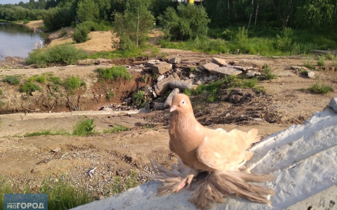 Фото дня: голубь породы богемская космоногая на набережной Сыктывкара