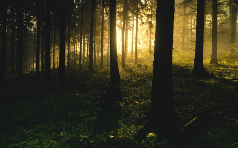 Очевидцы сообщили, что пропавшего 25-летнего жителя Коми нашли обезглавленным