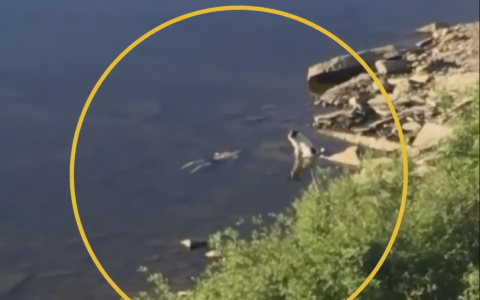 Выяснилась причина смерти жителя Коми, тело которого сторожил верный пес