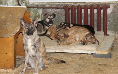 В Коми жизни 200 собак из приюта оказались под угрозой
