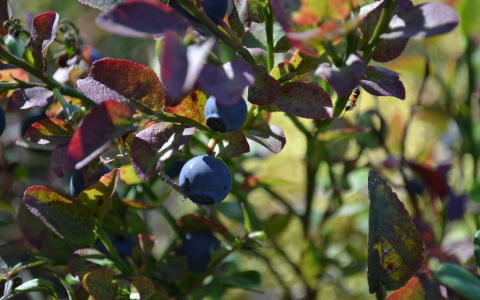 Погода в Сыктывкаре на 30 июля: тепло и без осадков, но ветер северный