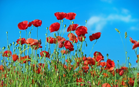 Полицейские изъяли 325 кустов мака у двух жительниц Коми