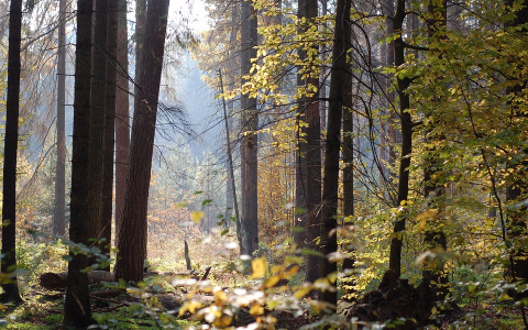 В Сыктывкаре женщина ушла в лес и не вернулась