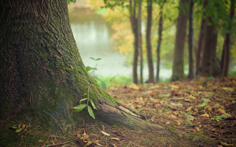 В Сыктывкаре разыскивали женщину, которая пропала в лесу