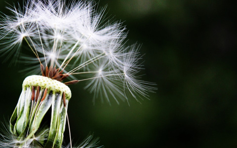 Погода в Сыктывкаре на 5 августа: типичный воскресный день