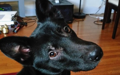 Бродячий пес из Коми нашел новых хозяев в США