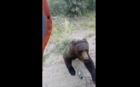 На трассе в Коми медведь почти залез в машину к людям, которые не дали ему еды (видео)