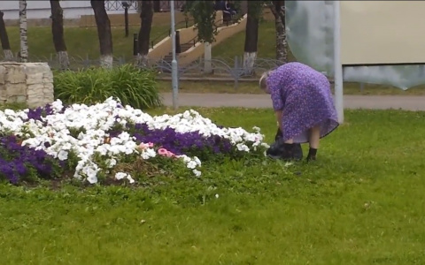 В центре Сыктывкара бабушка нагло стащила цветы с клумбы (видео)