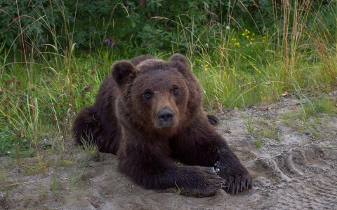 Медвежонка, который пытался залезть в машину на трассе в Коми, приказано уничтожить
