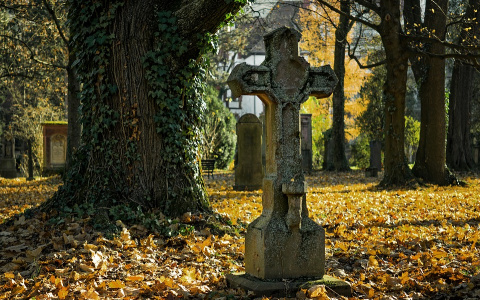 В Коми нашли мертвого мужчину, останки которого обглодали животные