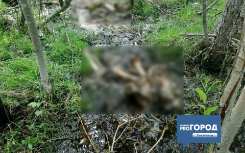 Появилось фото обглоданного трупа мужчины, которого нашли в Коми (фото 16+)