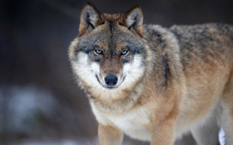 Сыктывкарка столкнулась в лесу со стаей волков