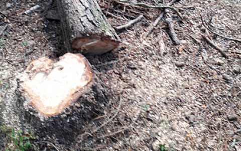 Под Сыктывкаром незаконно вырубили десятки деревьев (фото)