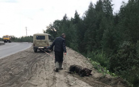 Медвежонка, который заглядывал в машины на трассе в Коми, убили (фото)