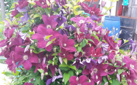 В конкурсе «Моя дача» сыктывкарка, которая любит цветы (фото)