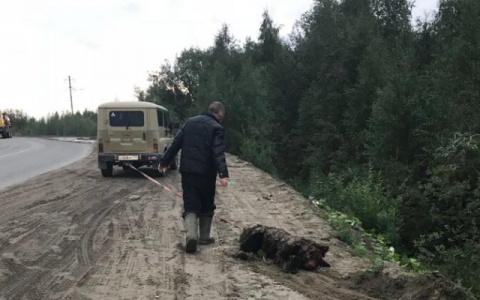 Сыктывкарцы об убийстве медведя в Коми: «Безмозглые и злобные людишки»