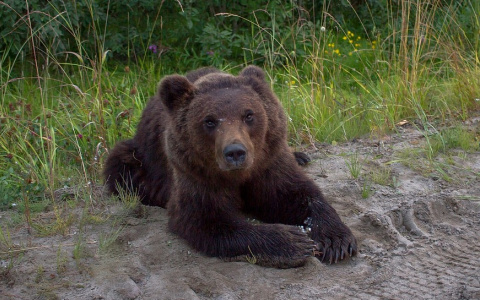 Убийство медвежонка на трассе под Усинском прокомментировали в правительстве Коми