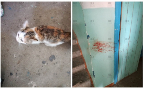 Жестокое убийство котенка в Коми останется безнаказанным