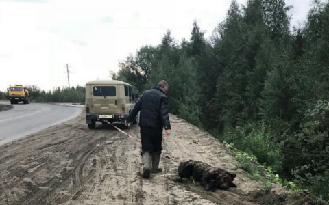 Появились шокирующие подробности убийства медвежонка на трассе в Коми