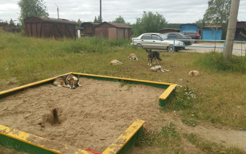 В Коми женщина призвала взрывать собак и на нее написали три заявления в полицию