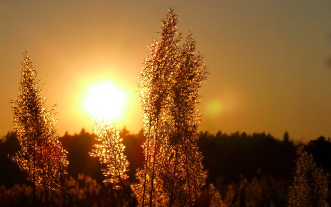 Погода в Сыктывкаре на 13 августа: лето продолжается