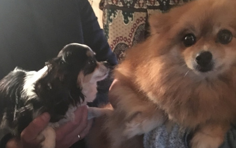 В Сыктывкаре найдены краденные породистые собаки