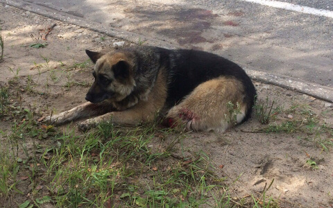 Под Сыктывкаром женщина на авто сбила собаку и оставила ее умирать (фото)