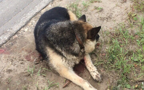 Сыктывкарцы о женщине, которая бросила сбитую собаку: «Тварь бессердечная!»