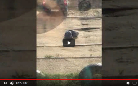 В Сыктывкаре мужчина лежал посреди дороги, его едва не сбили машины (видео)