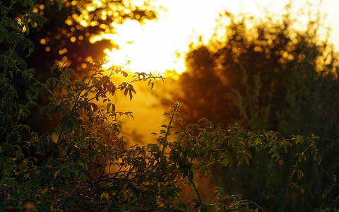 Погода в Сыктывкаре на 19 августа: солнечно и тепло