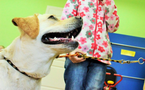 В Сыктывкаре волонтеры хотят помочь мужчине с 8 собаками, которого выгоняют из дома