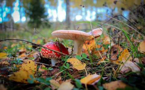 Как собрать грибы и не умереть: советы жителям Коми