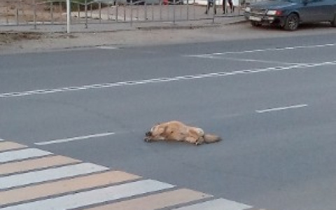 Сыктывкарцы о водителе, который сбил собаку: «Таких надо штрафовать»