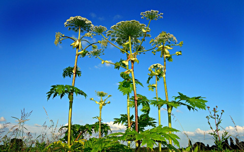 С улиц Сыктывкара исчезло 110 тысяч квадратных метров борщевика
