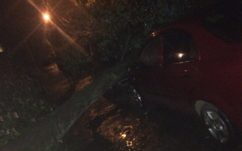 «Оно могло упасть на детей»: в Сыктывкаре на авто рухнуло дерево