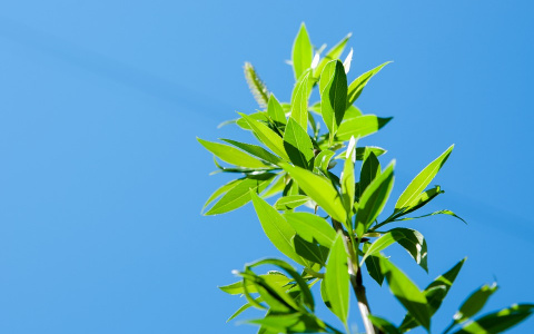 Погода в Сыктывкаре 25 августа: тепло и солнечно