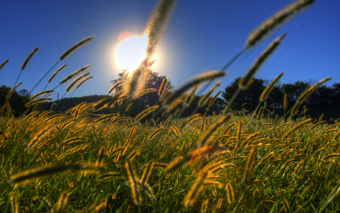 Погода в Сыктывкаре 27 августа: жарко и солнечно