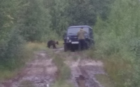 Житель Коми стал очевидцем погони медведя за мужчиной